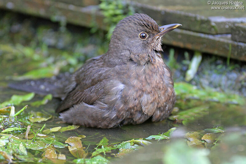 Common Blackbird female, Behaviour