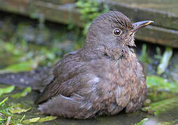 Common Blackbird