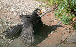 Common Blackbird
