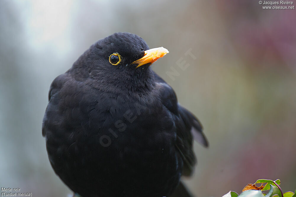 Merle noir mâle adulte nuptial, portrait