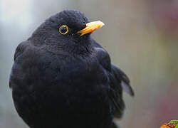 Common Blackbird