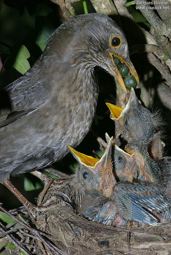 Common Blackbird male adult breeding, Reproduction-nesting