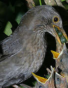 Common Blackbird