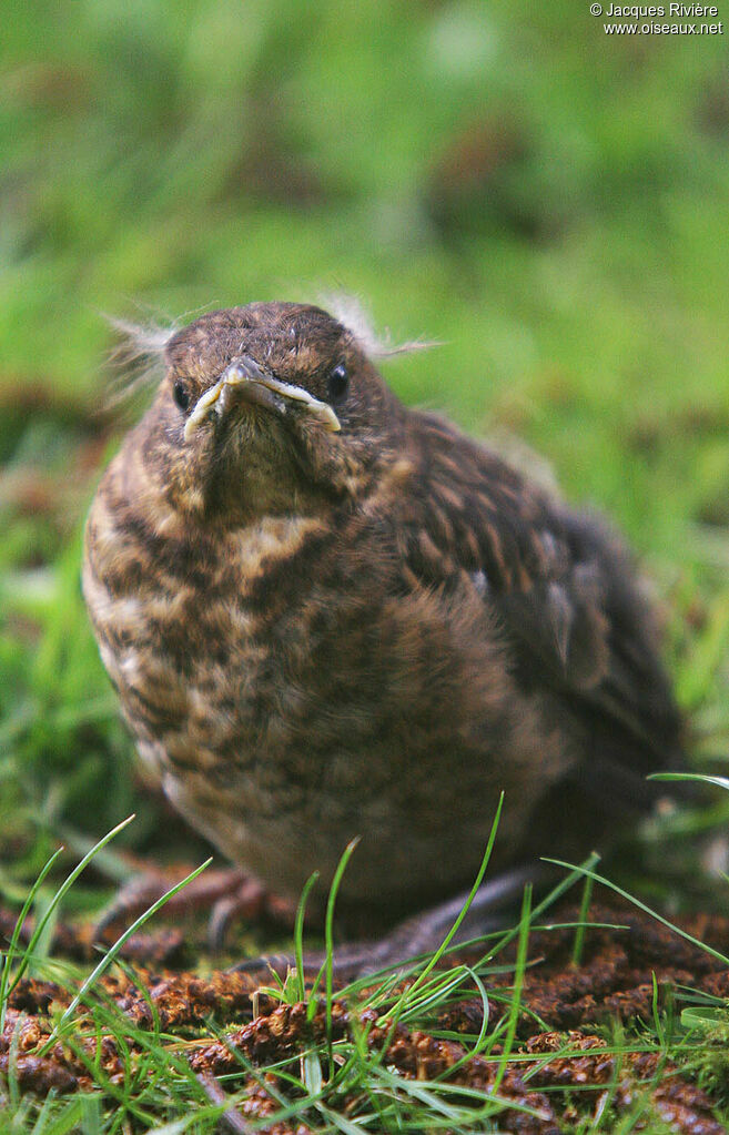 Common Blackbirdjuvenile