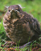 Common Blackbird