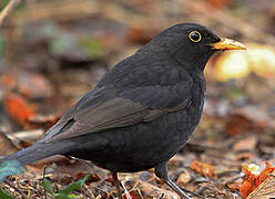 Common Blackbird