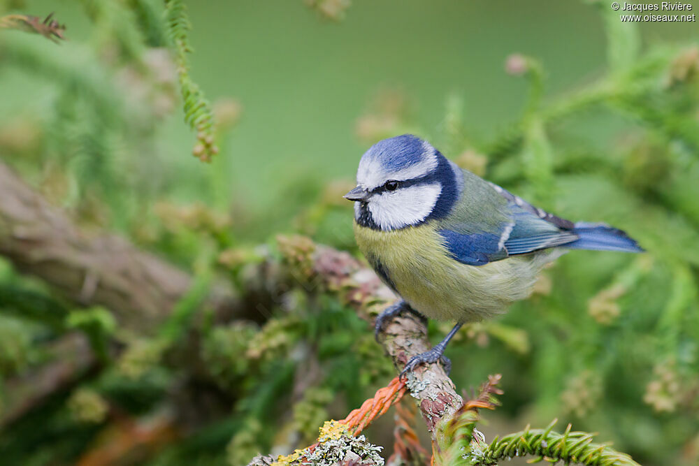 Mésange bleue