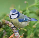 Mésange bleue