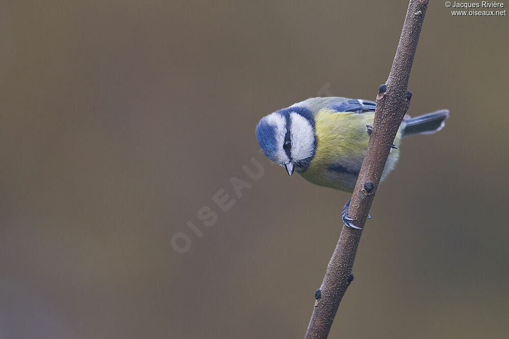 Mésange bleue