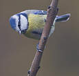 Mésange bleue