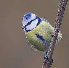 Mésange bleue