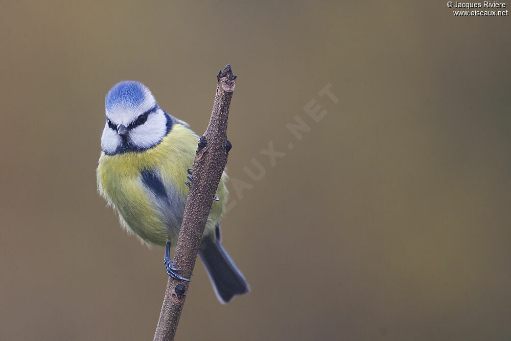 Mésange bleue