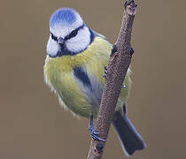 Eurasian Blue Tit