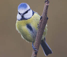 Mésange bleue