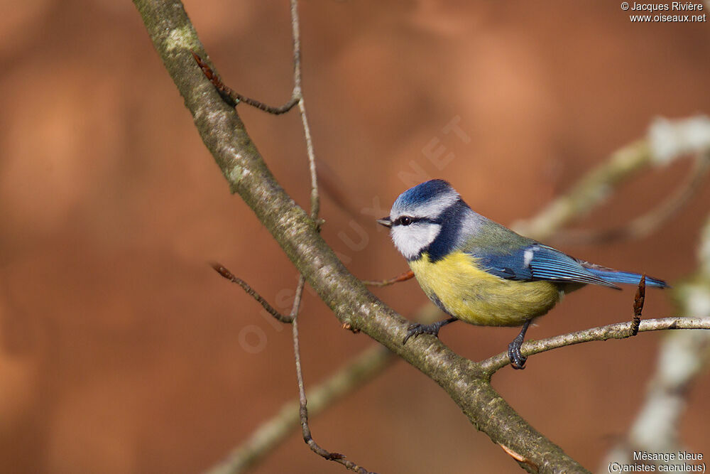 Eurasian Blue Titadult breeding