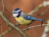 Mésange bleue