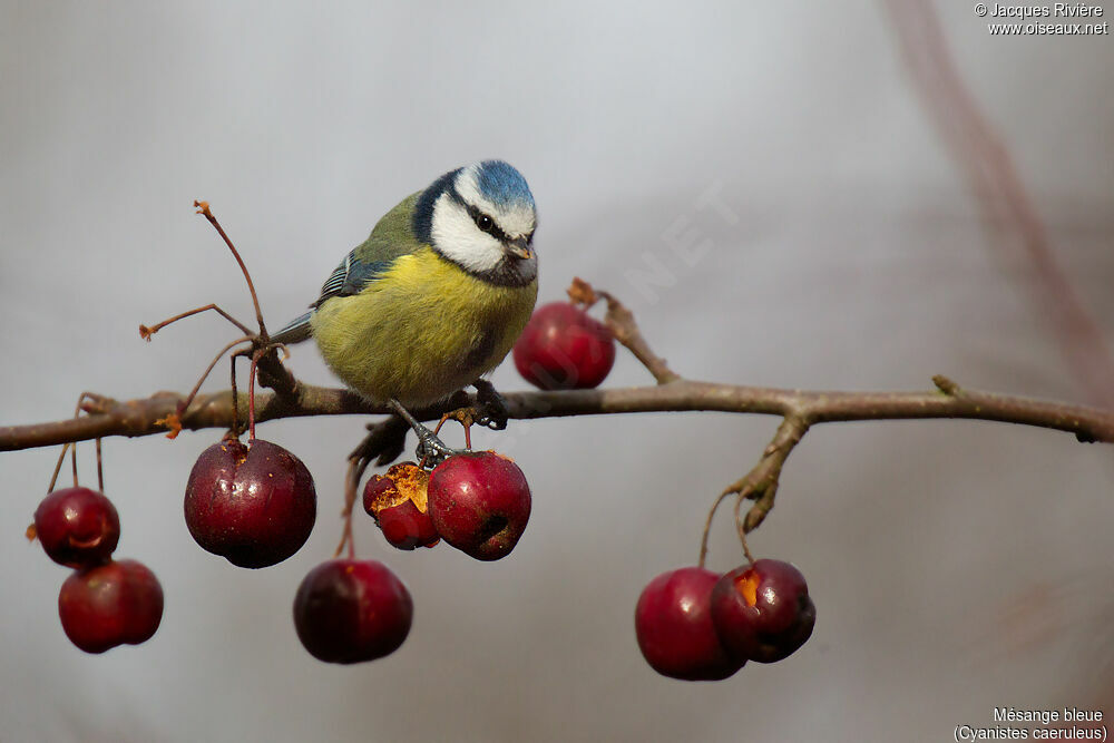 Eurasian Blue Titadult breeding, identification, eats