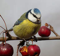 Eurasian Blue Tit