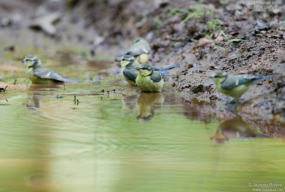 Eurasian Blue Titimmature, identification