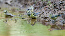 Mésange bleue