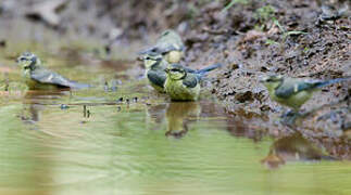 Mésange bleue