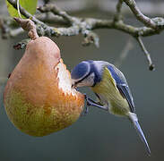 Mésange bleue