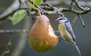 Eurasian Blue Tit