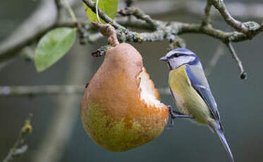 Mésange bleue