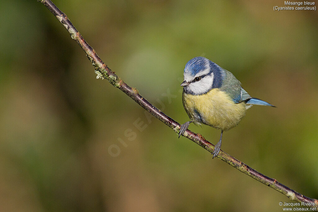 Mésange bleueadulte nuptial