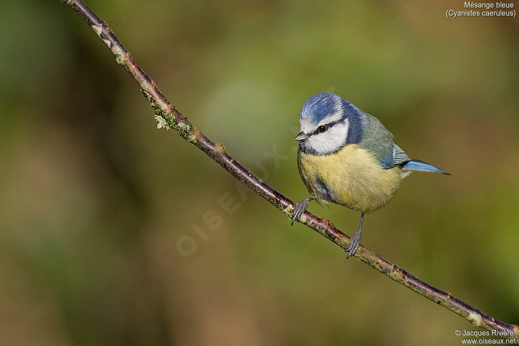 Mésange bleueadulte nuptial