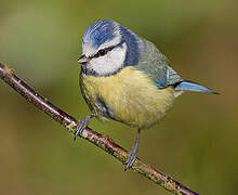 Mésange bleue