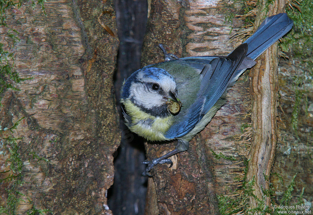 Eurasian Blue Titadult breeding, Reproduction-nesting