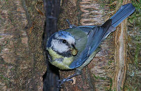 Eurasian Blue Tit