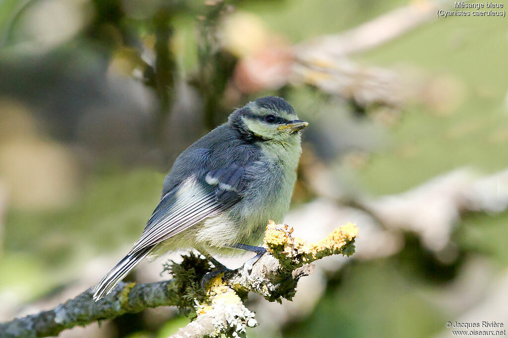 Mésange bleueimmature, identification