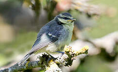 Mésange bleue