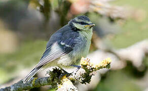 Eurasian Blue Tit