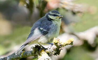 Mésange bleue