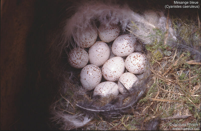 Eurasian Blue Tit, Reproduction-nesting