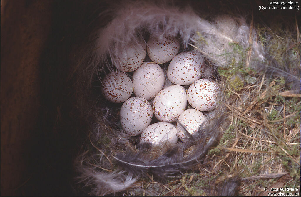 Mésange bleue, Nidification