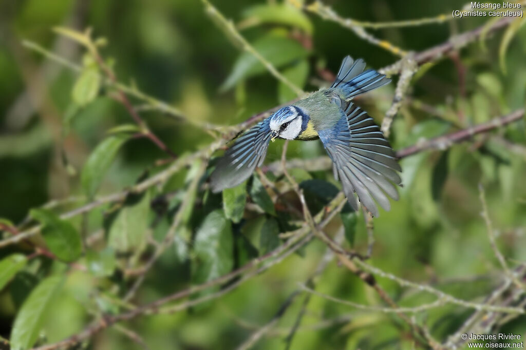 Mésange bleueadulte nuptial, Vol