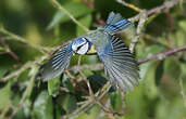 Mésange bleue