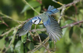 Eurasian Blue Tit