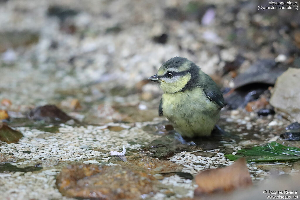 Eurasian Blue Titimmature, identification, drinks