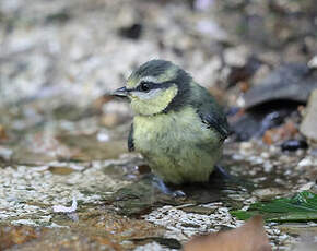 Mésange bleue