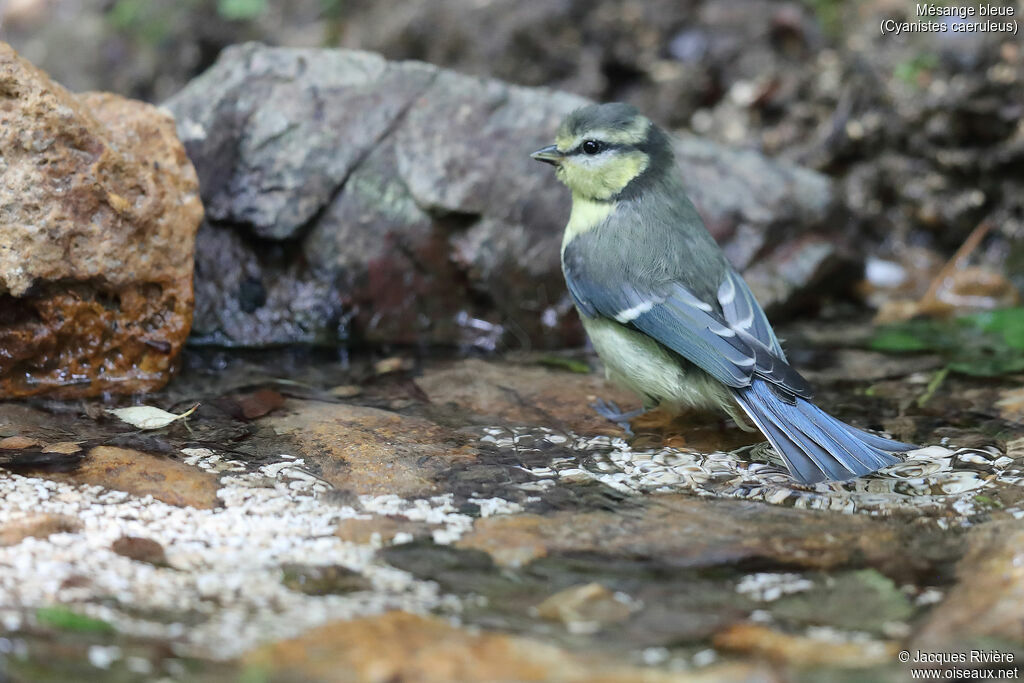 Mésange bleue