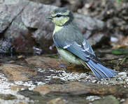 Mésange bleue