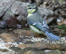 Eurasian Blue Tit