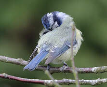 Eurasian Blue Tit