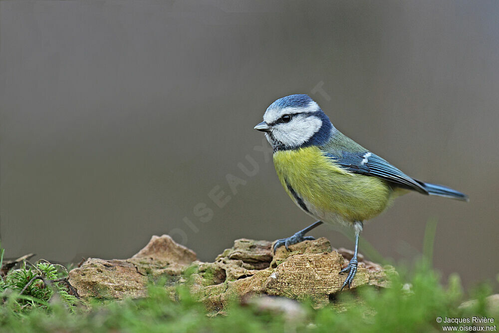 Eurasian Blue Titadult post breeding, Reproduction-nesting