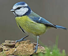 Mésange bleue